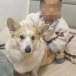 父亲遛狗仅离家12分钟 2岁童疑翻窗从18楼坠亡