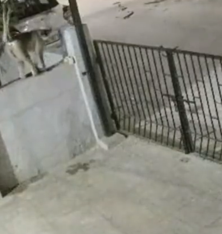 monkey
