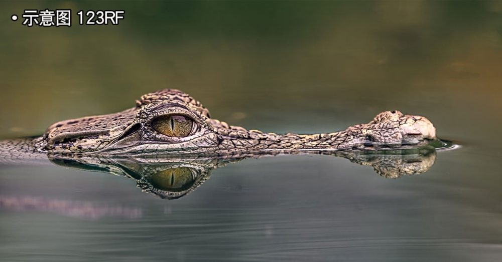 20231122pfb42a_Sarawak_Crocodile
