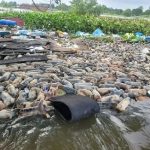 洪水淹没大型养猪场 约2000头猪只活活淹死