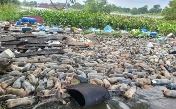 洪水淹没大型养猪场 约2000头猪只活活淹死