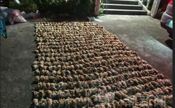 凤头鹰误闯进鸡棚 1400只鸡被活活吓死