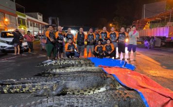 水域惊现多条鳄鱼 7条落网最大17.2尺