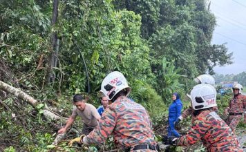 大树轰然倒下压中摩哆 40岁摩哆骑士遭压中当场亡