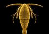 科学家有新发现 大马海底藏神秘生物