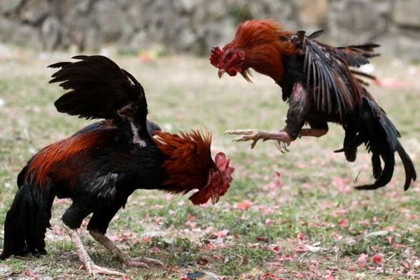chicken