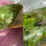 越南春卷吃出毛毛虫 女子:不敢想前2卷有没有