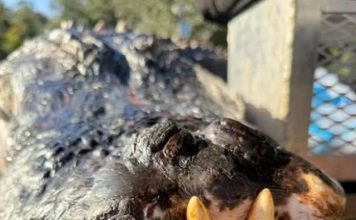 追了4年终于逮到它 14尺“暴牙”巨鳄体型惊人