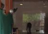 野猪闯入清真寺乱窜 居民开枪将它击毙