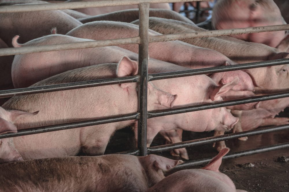 pigs-pen-scaled